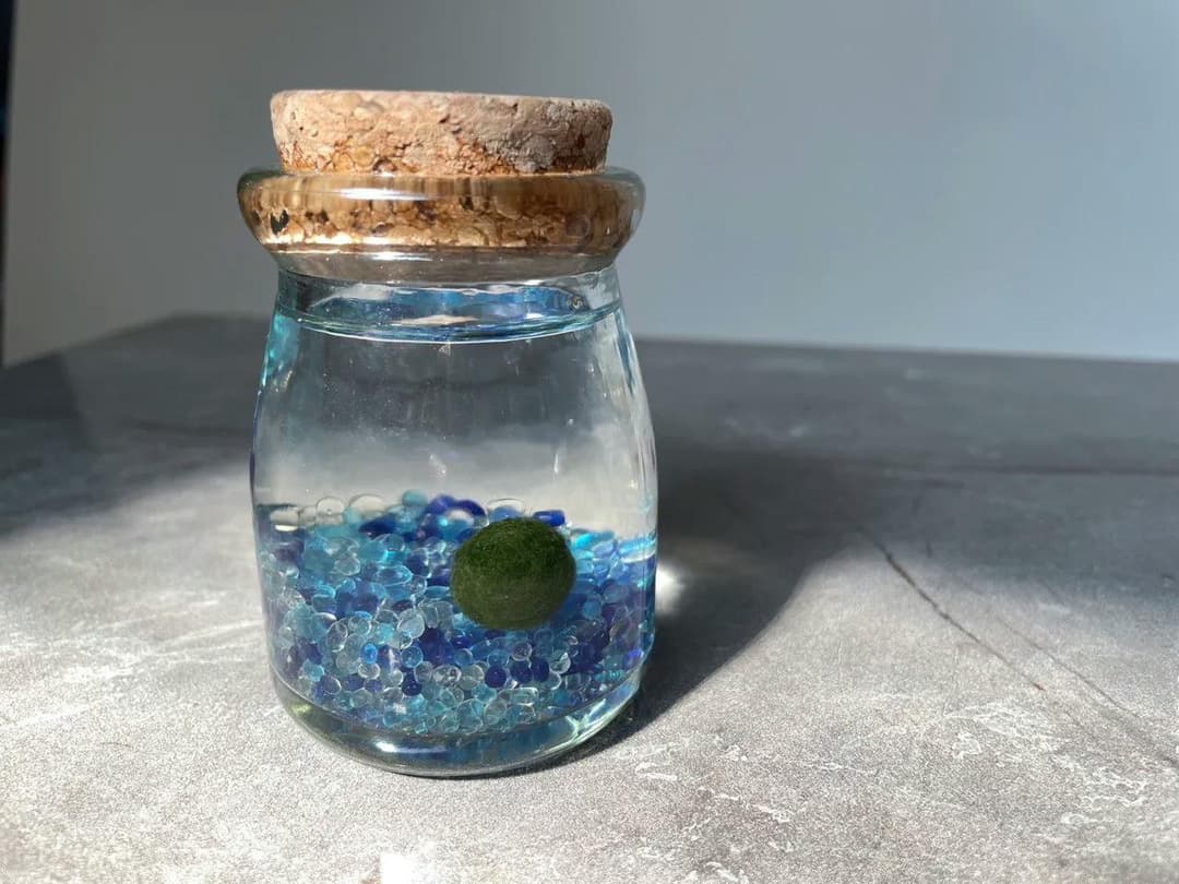 Valentine's Day Gift Idea: Marimo Moss Ball (Basic Introduction, Care Instructions, and Symbolic Meaning)