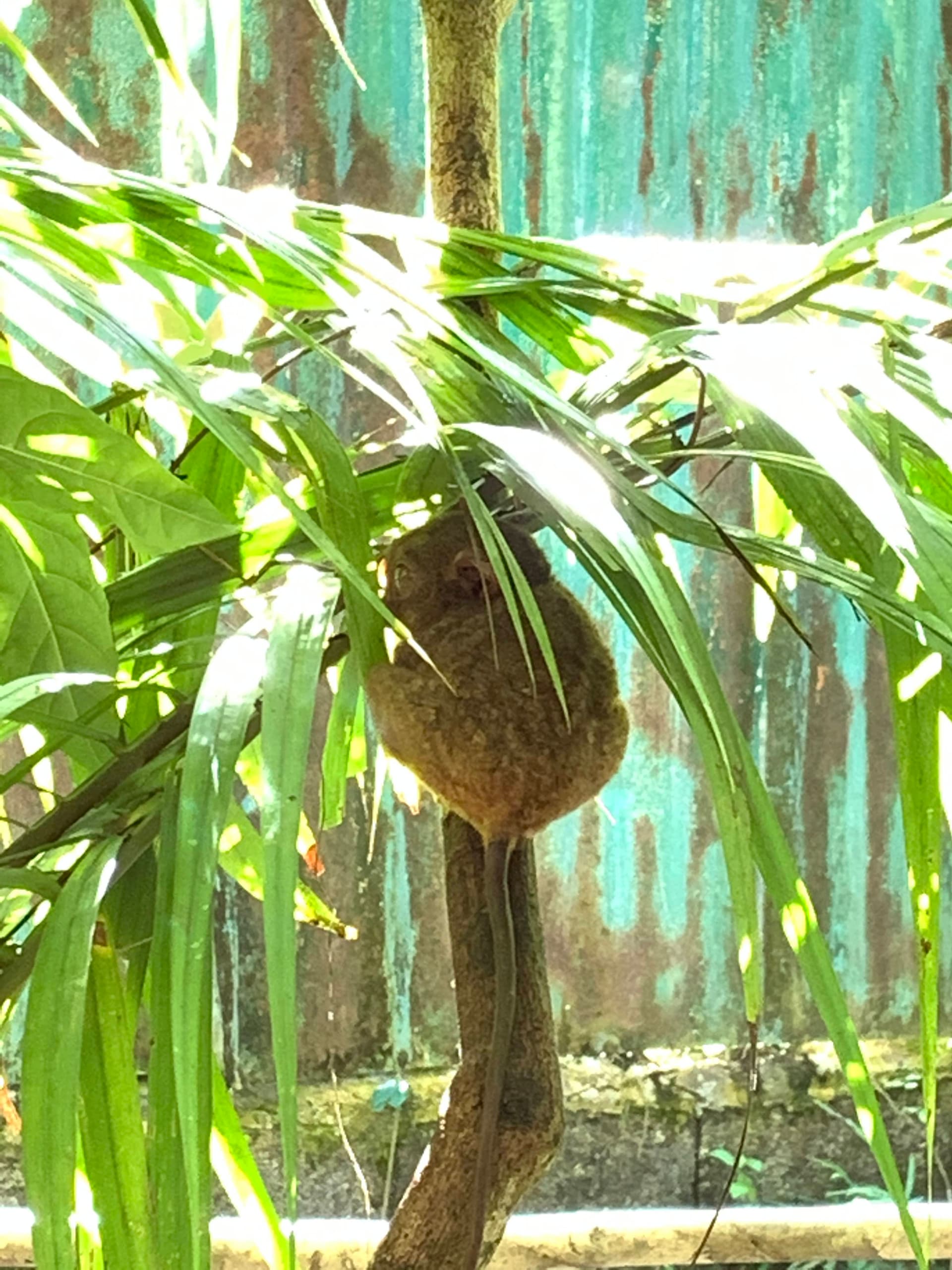 Tarsier