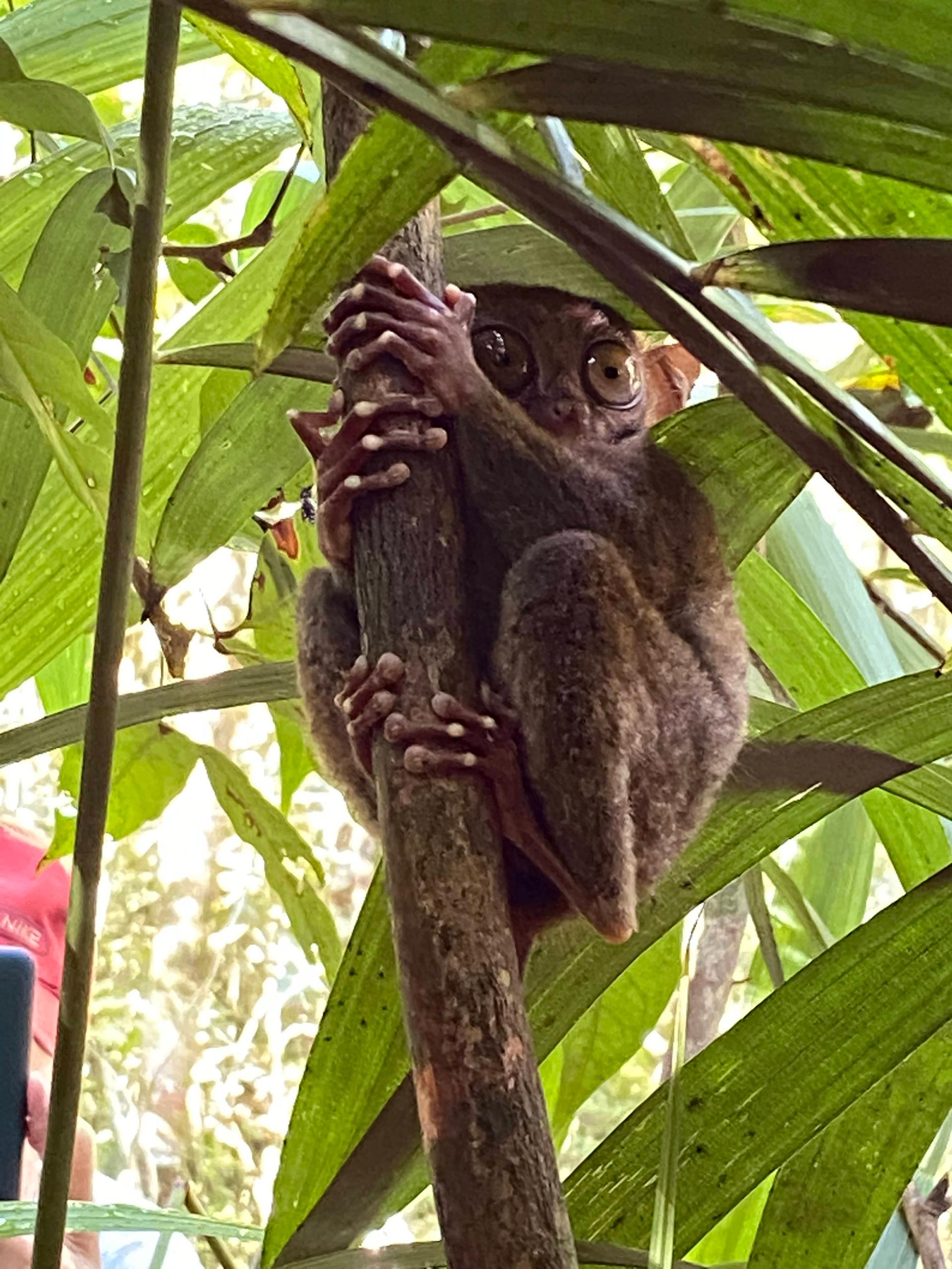 Tarsier