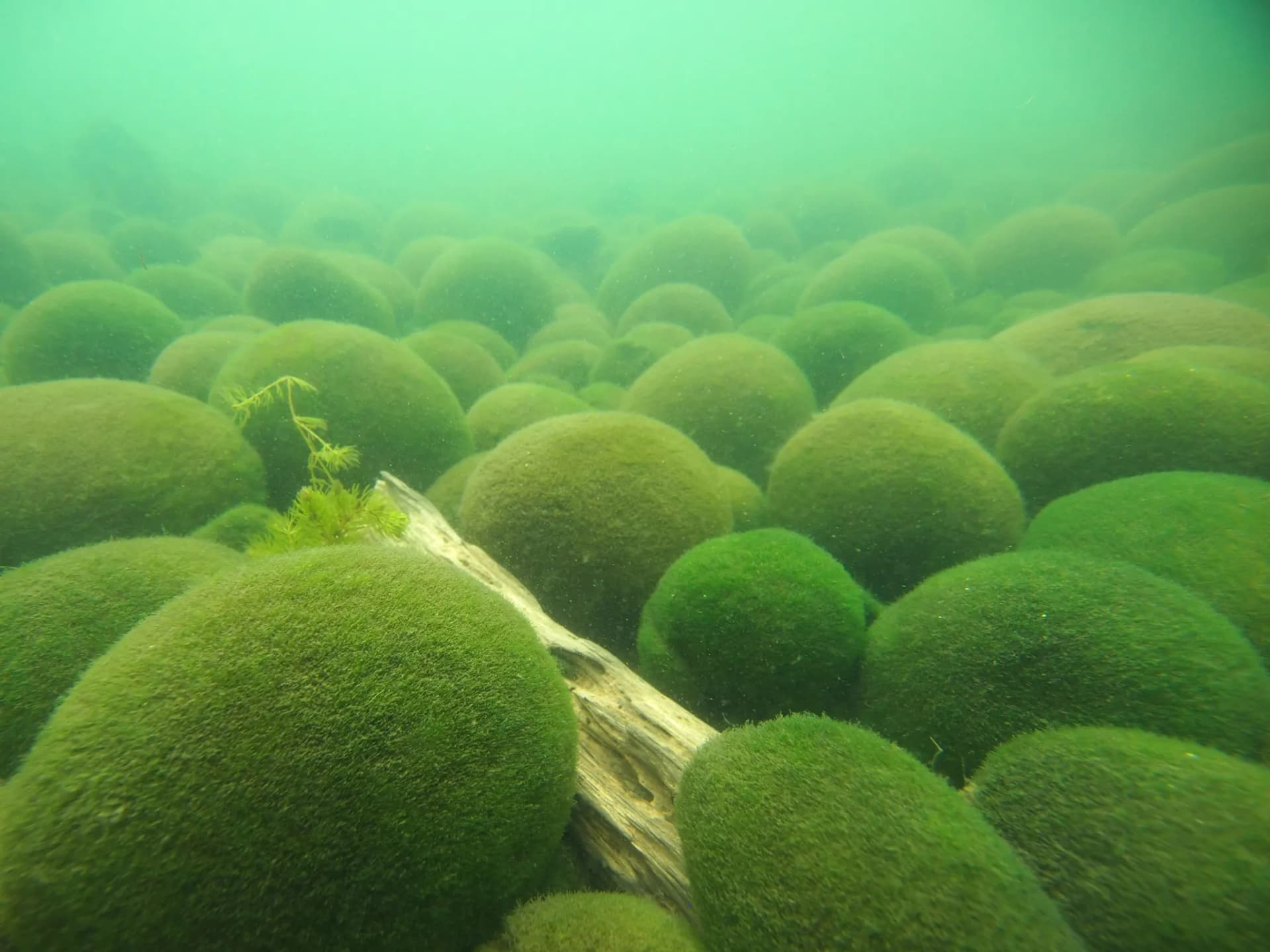 LakeAkanMarimo